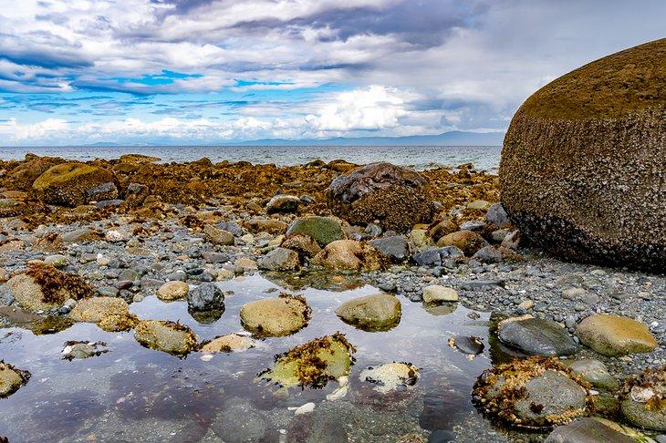 Bassins de marée à Qualicum Beach
