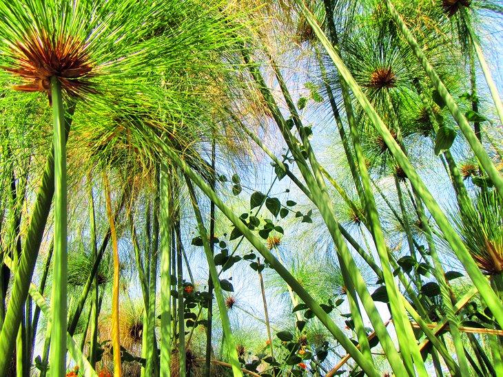 Jardines Botánicos de Durban