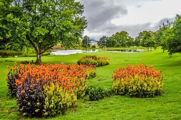Fleurs en pleine floraison le long du Midlands Meander
