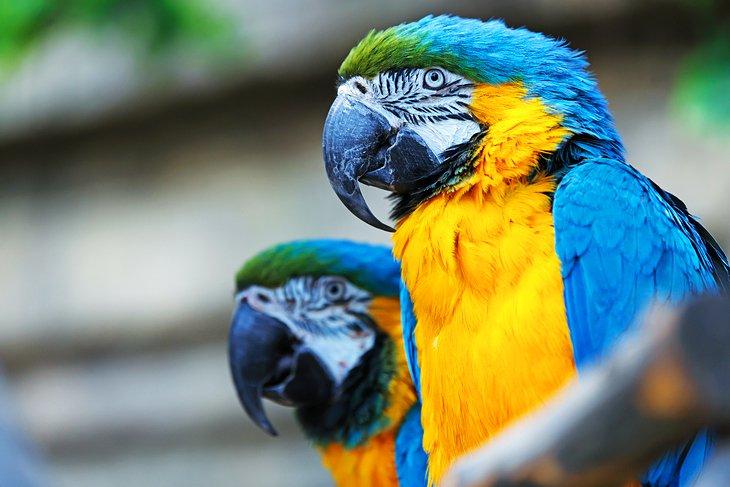 Parque de Aves del Río Umgeni