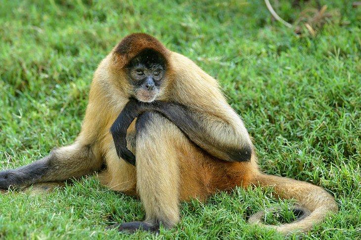 Ein Affe im Montgomery Zoo