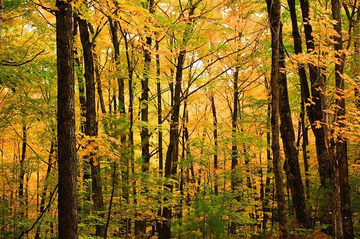 Sendero Rollins, Mt. Kearsarge
