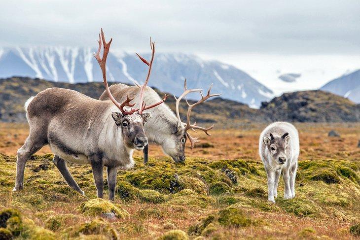 Renos salvajes de Svalbard en Spitsbergen