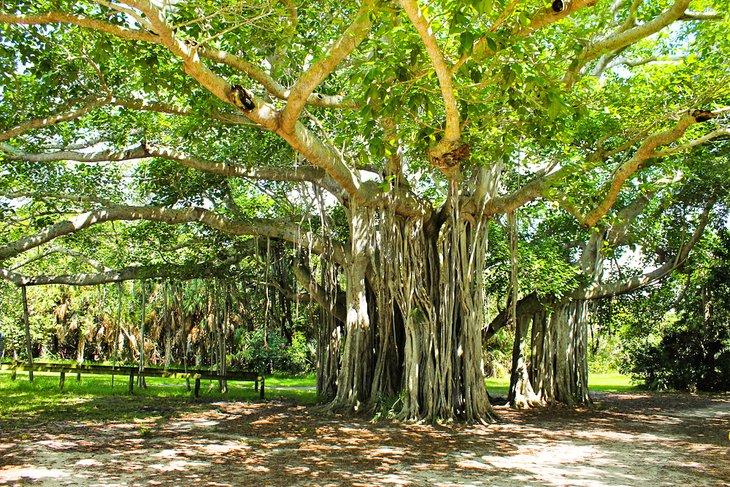 Árbol de Banyan en el Parque Estatal Hugh Taylor Birch