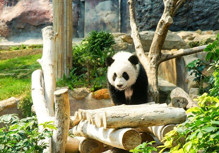 Pavillon des pandas géants