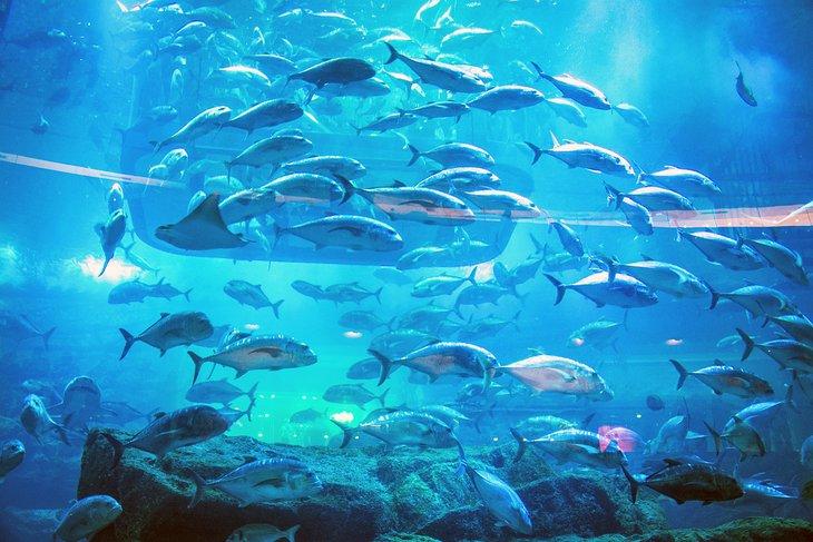 Túnel del Acuario en el Acuario de Dubái