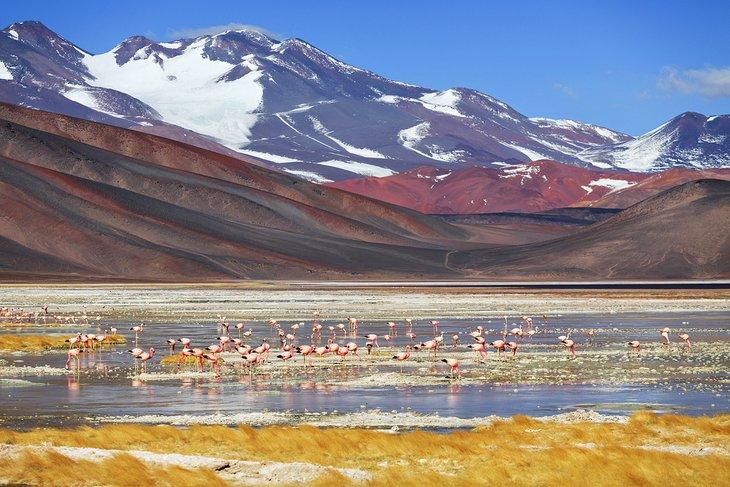 Flamingos en la Laguna Negra con el Monte Pissis al fondo