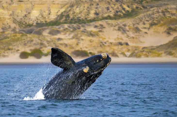 Ballena franca austral saltando cerca de Puerto Madryn