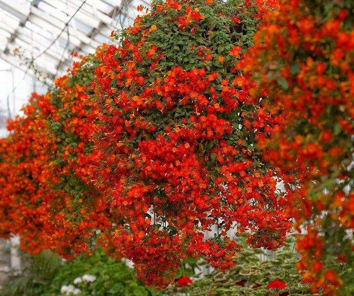 Parque Duthie y Jardines de Invierno David Welch