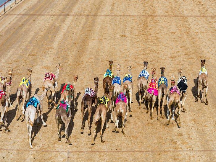 Carrera de camellos