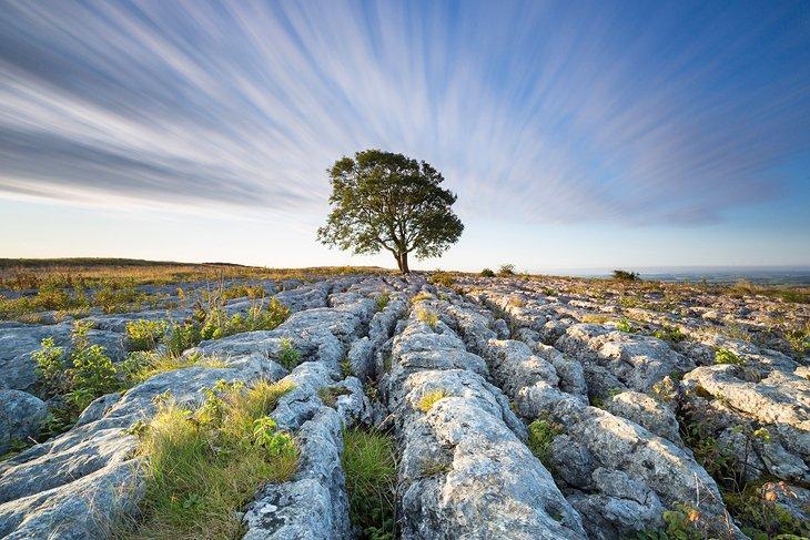 Einsamer Baum im Yorkshire Dales Nationalpark