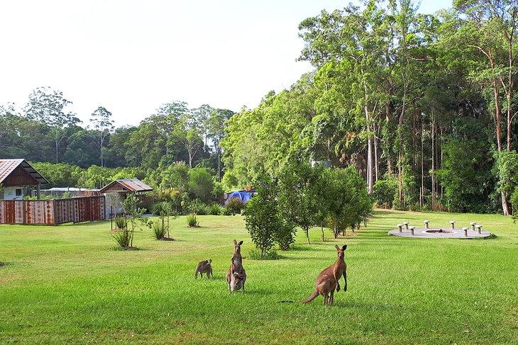 Canguros en Hidden Valley @ Gro Mad Plantations
