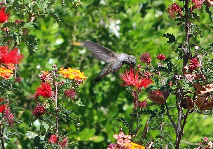 Colibrí en el Jardín Botánico del Desierto