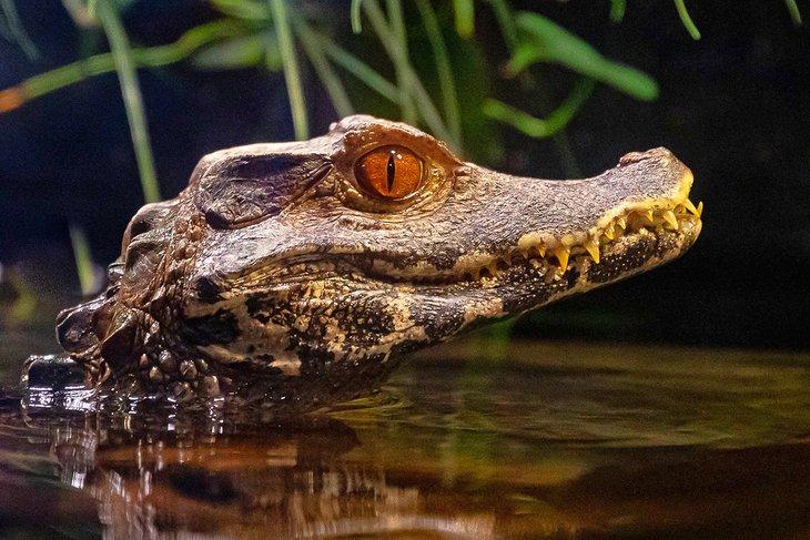 Caimán cocodrilo en OdySea Aquarium