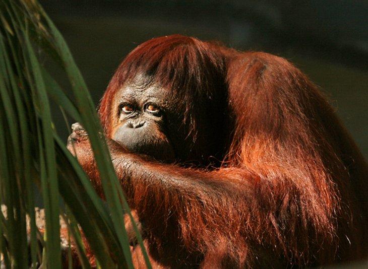 Zoo de Phoenix