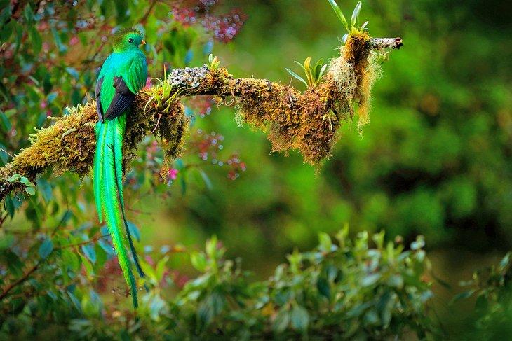 Resplendent Quetzal, Bosawas-Biosphärenreservat