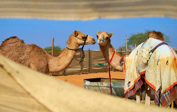 Mercado de camellos