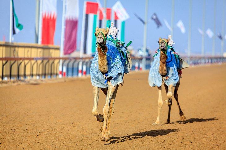 Carrera de camellos