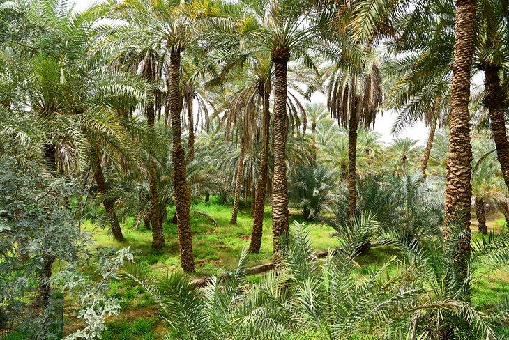 Oasis de Al Ain