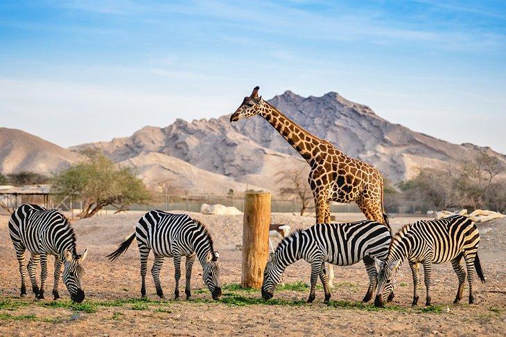 Jirafas y cebras en el zoológico de Al Ain
