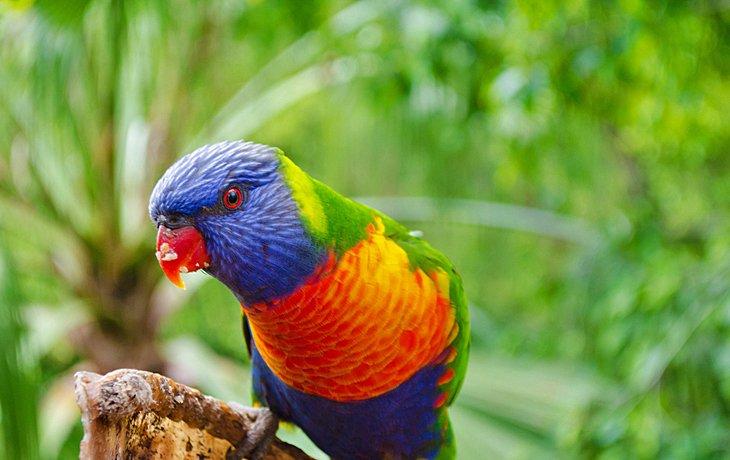Loro Park, Teneriffa