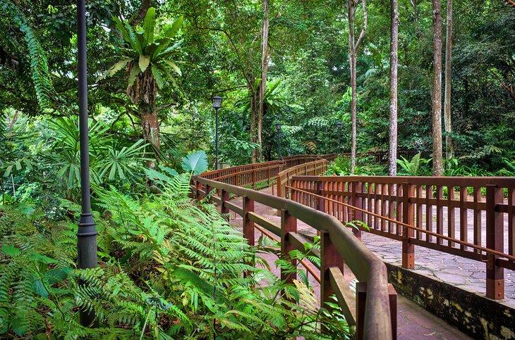 Sendero a través de la Reserva Natural Bukit Timah