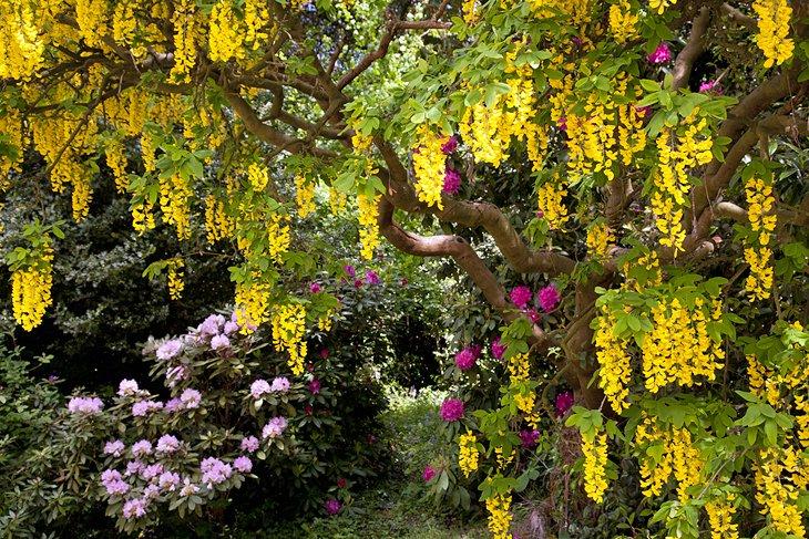 Laburno llorón en el Jardín de Bodnant