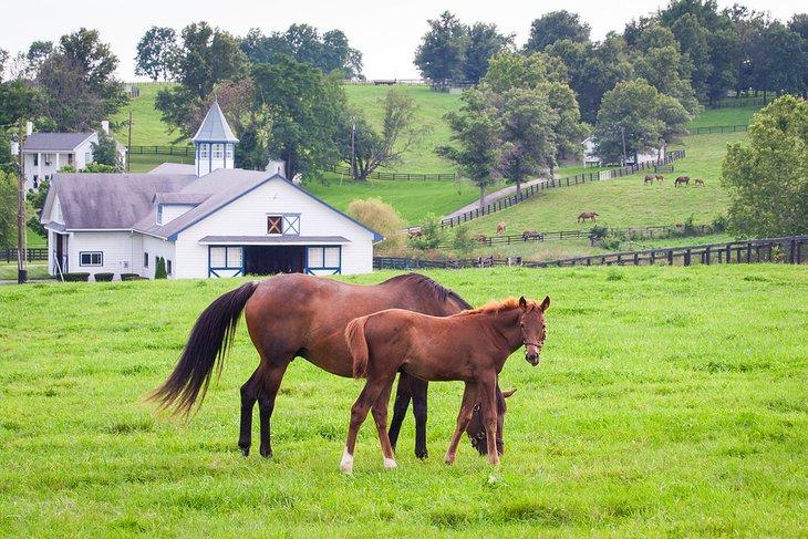 Ferme équestre à Lexington, Kentucky