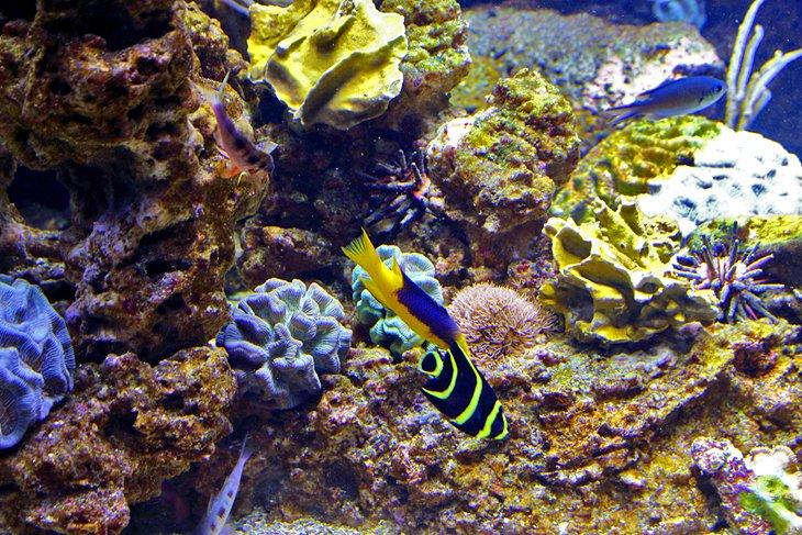 Aquarium de Guadeloupe