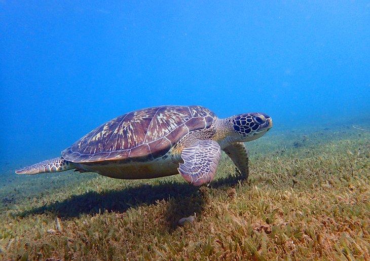 Tortue de mer en Guadeloupe