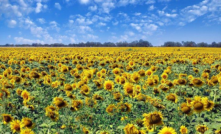 Un champ de tournesols en Ukraine