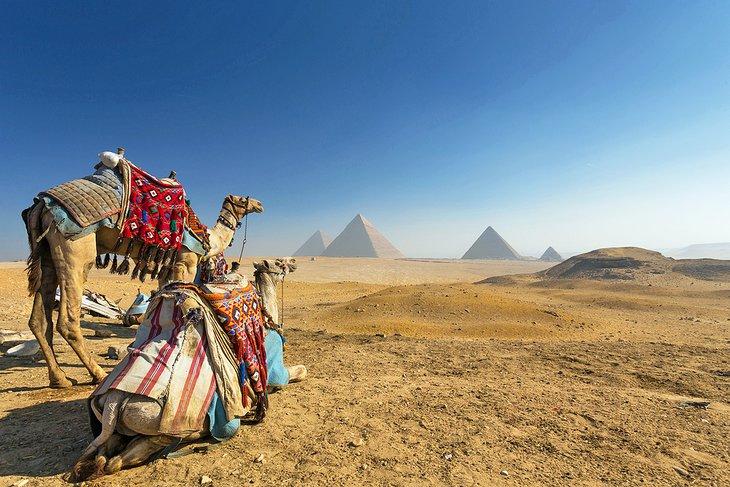 Kamele vor den Pyramiden von Gizeh