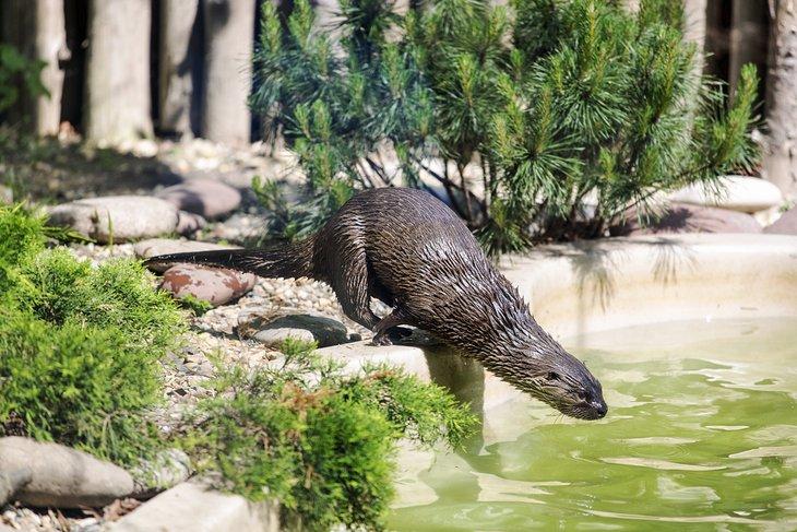 Nutria en el Zoológico del Parque Roger Williams