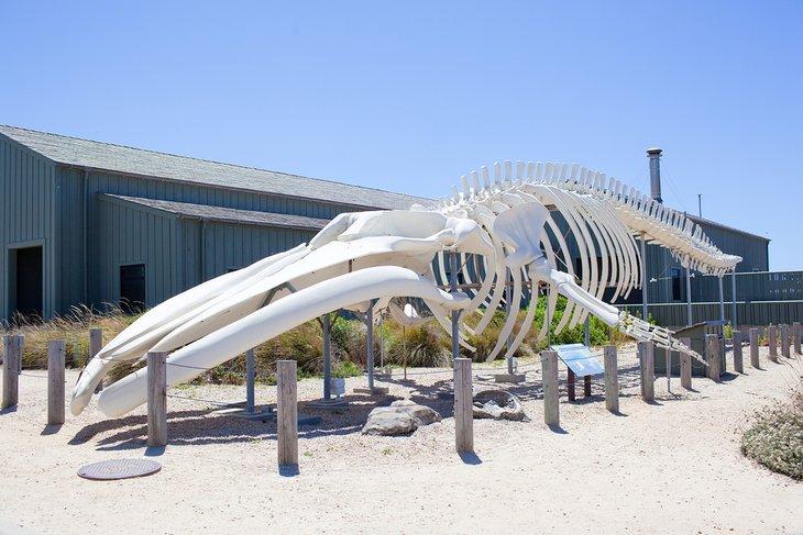 Skelett eines Blauwals im Seymour Marine Discovery Center