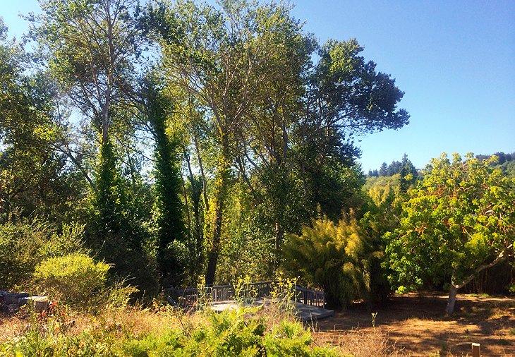UC Santa Cruz Arboretum & Botanischer Garten