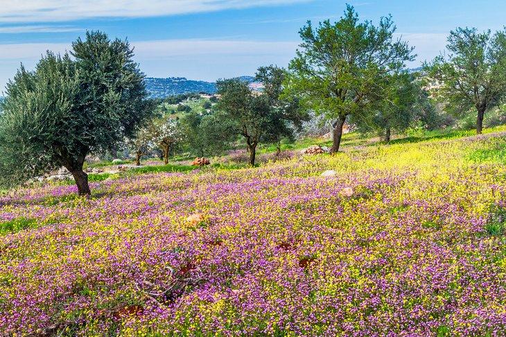 Flores silvestres en Ajloun
