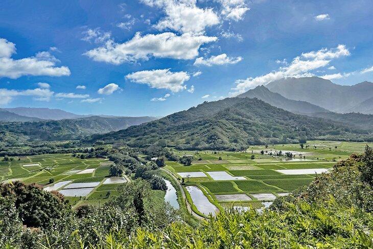Vista de los campos de taro y el Valle de Hanalei desde el Mirador del Valle de Hanalei