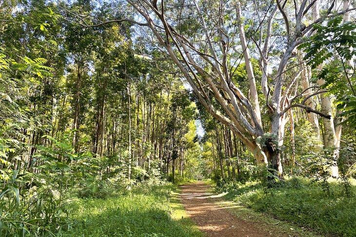 Sendero de hiking Wai Koa Loop
