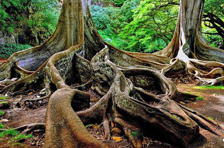 Un árbol higuera en el Jardín Allerton