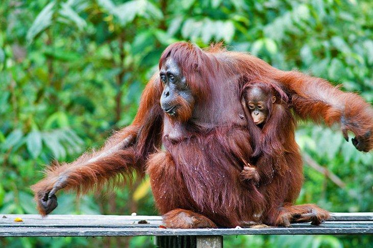Orang-Utans im Tanjung Puting Nationalpark