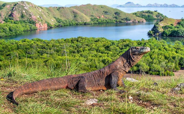 Komodowaran im Komodo Nationalpark