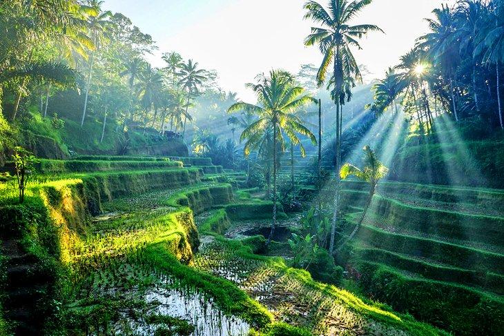 Reisterrassen in Ubud, Bali