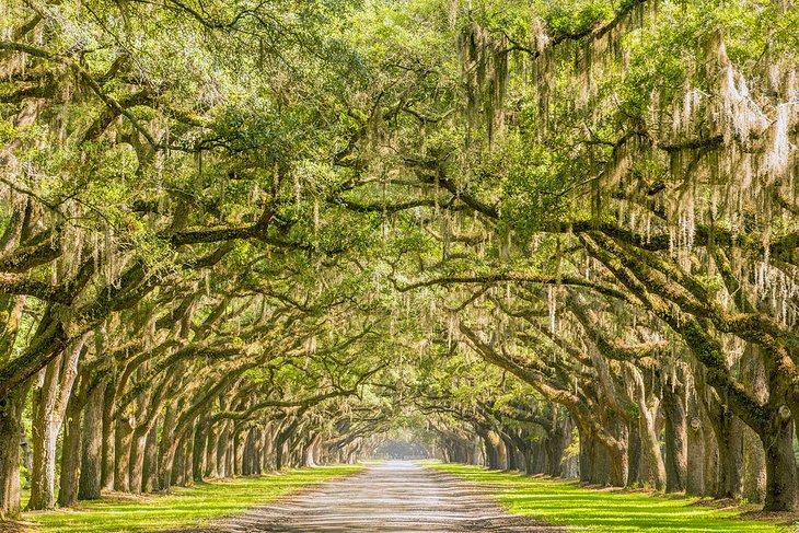 Sitio Histórico Wormsloe