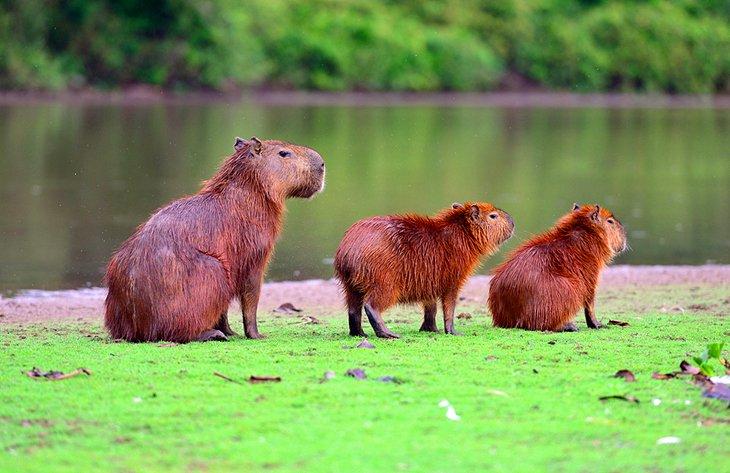 Carpinchos en el Parque Nacional de Brasília