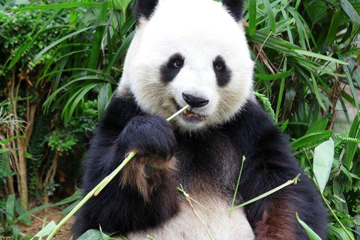 Forschungsbasis für die Züchtung von Riesenpandas in Chengdu