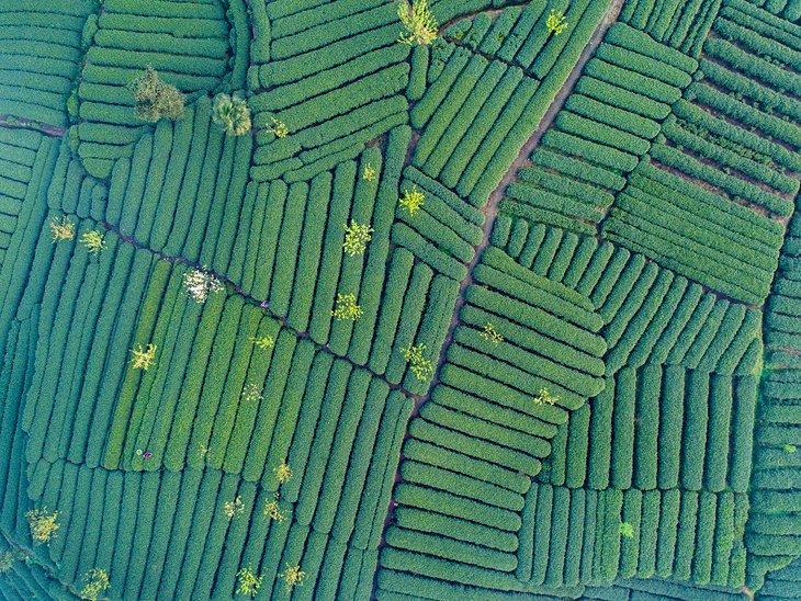 Luftaufnahme der Mengdingshan Teeplantage