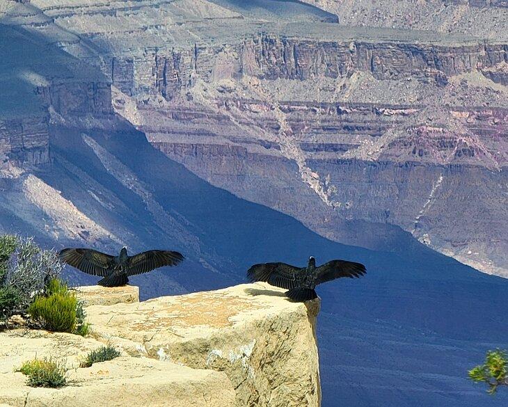 Aves en un mirador en Moran Point