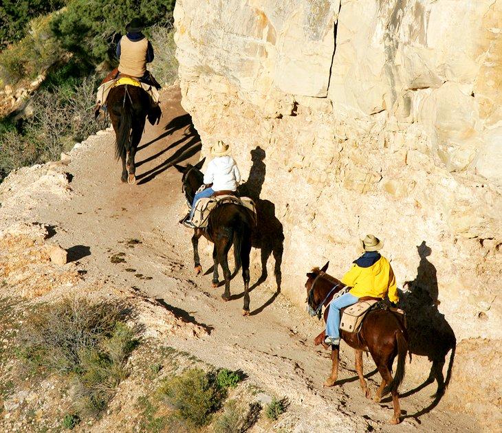 Paseos en mula