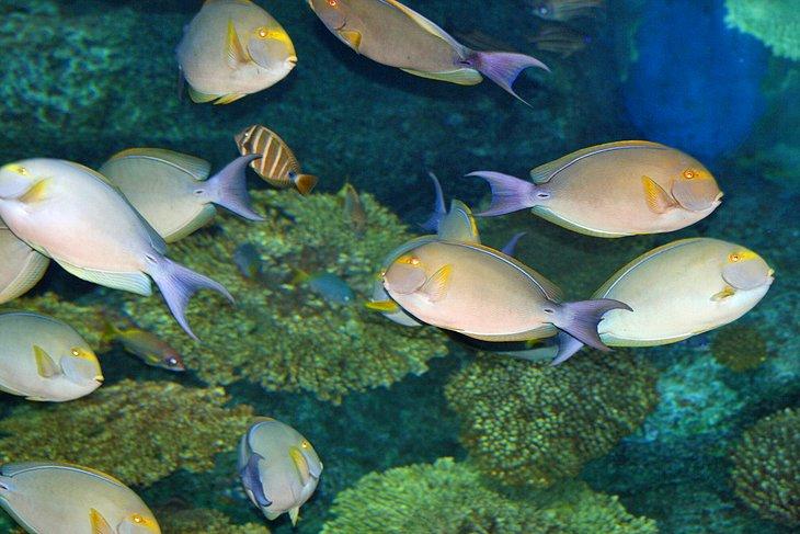 Unterwasserwelt Pattaya