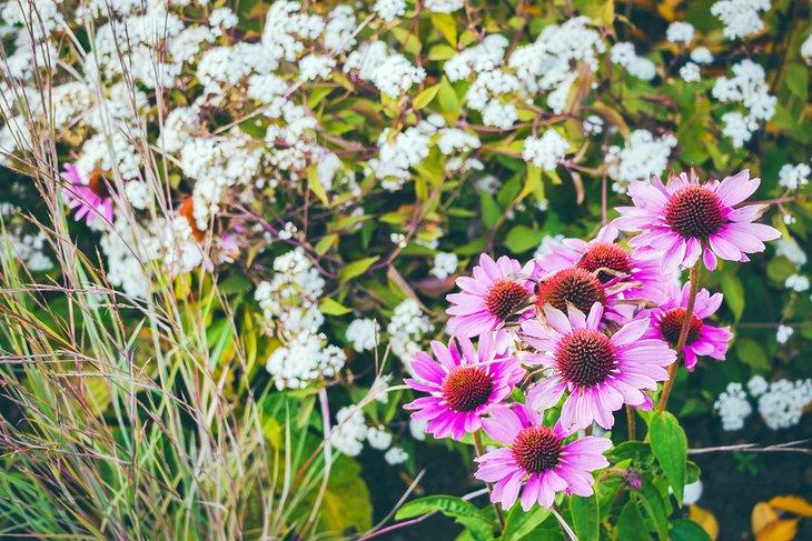 Blumen im Botanischen Garten Mainz